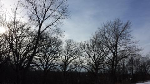 The sillhouette of barren trees against a late afternoon Winter sky.